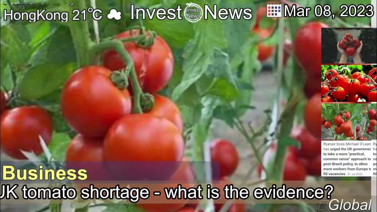 [Latest]Tomato shortage How far is Brexit to blame? YouTube