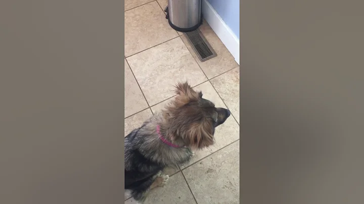 High prey dog learns to not attack cat (balanced training)