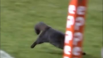 Black cat runs on field and score a goal