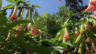 Angel's Trumpet Trees at The National Garden  😍 Trumpet Flowers 😍 Brugmansia Tree