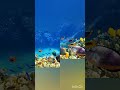 Update on India 's Marine Life