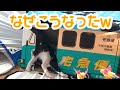 なんで？w 急には止まれないラッキーが可愛い　why? Cat crashing