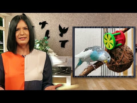 Video: Debe Tener Suministros Para Pájaros Para Su Pájaro Mascota