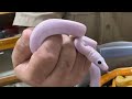 TOP 10 MOST COLORFUL SNAKES  Prehistoric Pets Snake Genetics