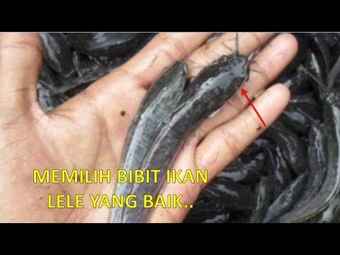 Cara Memilih Bibit Ikan Lele Yang Berkualitas Baik - YouTube