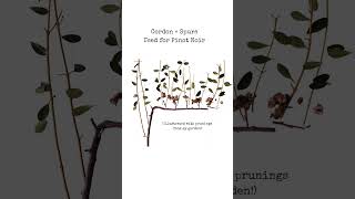 Pruning In Champagne - Cordon De Royat