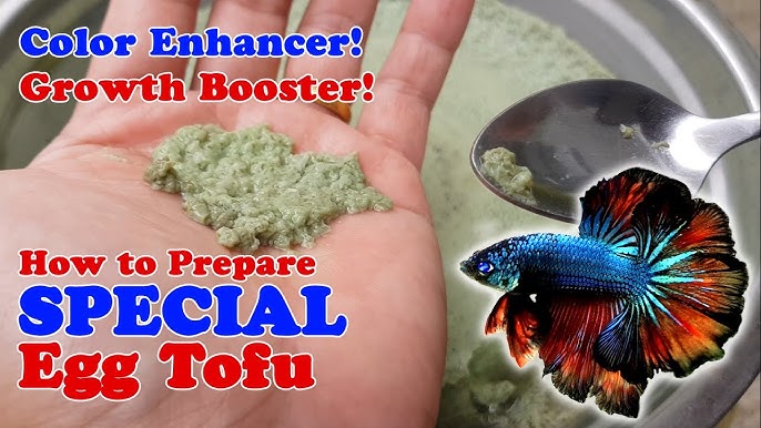 7 Homemade Human Food For Betta Fish: What'S Safe And What'S Not - Youtube
