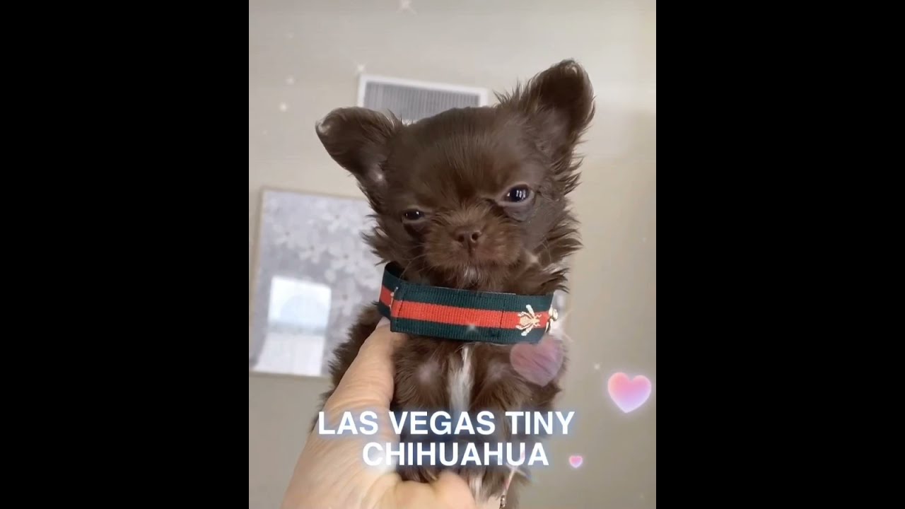 Cute Chocolate Chihuahua Tiny Boy From Rolex Las Vegas