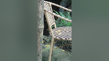 Chuột mẹ liều mình chuyển tổ cứu con khỏi nước lũ