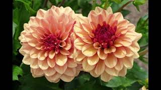 Dahlia flowers 2024 | Beautiful America flowers by FAMILY VIDEO 199 views 3 months ago 12 minutes, 59 seconds