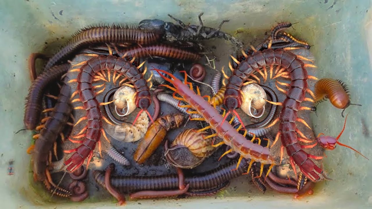 💥Ух ты! Опасные насекомые ловят гигантских многоножек, сороконожек, улиток и скорпионов в тропиче...