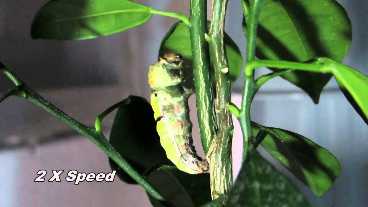 Lime Caterpillar Moulting to Pupal Stage 02 YouTube