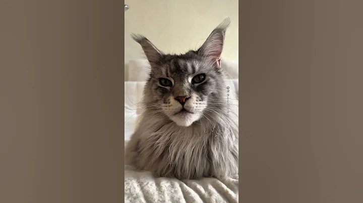 Video 9666911: mainecoon cats cute catlover, mainecoon catlover animals, mainecoon cat cute love, beautiful mainecoon cat