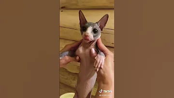 Моем кота в бане 😻