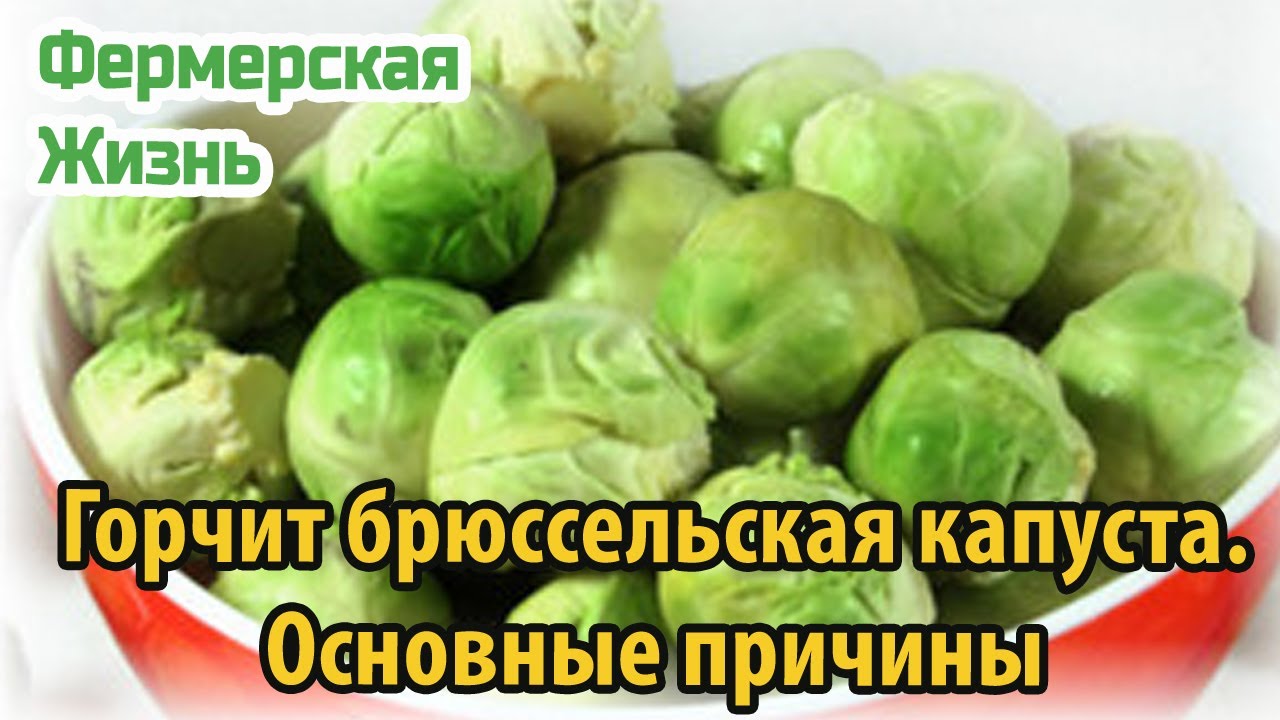 Почему горчит брюссельская