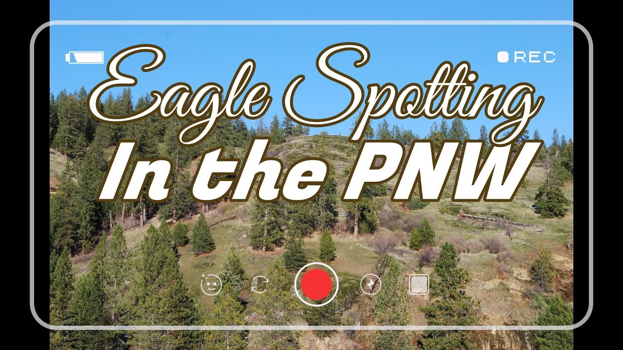 I took a Lake Coeur d'Alene Eagle Spotting Cruise   Wait Until You See This!