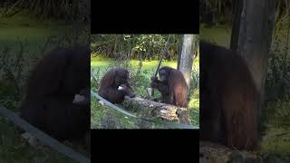 Orangutans Relaxing.