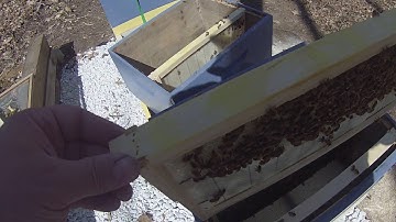 Hive inspection - Week 3