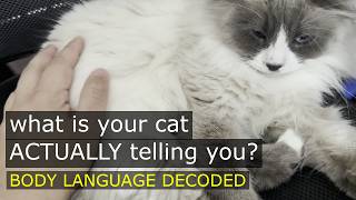 your cat is telling you something... watch closely screenshot 4