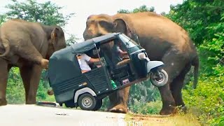 A heart-wrenching video of an enraged wild elephant pulling a three-wheeler off the road