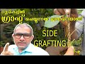 Side grafting malayalam    
