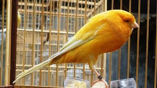 Most Beautiful Canary Bird Singing Song For Training Canaries