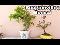 Easiest way to make Bougainvillea Bonsai, How to Make Bougainvillea Bonsai