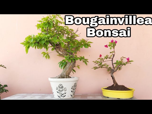 hochzeitsgeschenk bonsai Bonsai-Baum in einer Irisvase kaufen | Bonsaipflanze im Glas