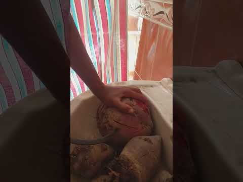 البنجر الاحمر بنجر السكر وفوائده 