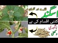 How to use Ashwagandha|| Ashwagandha Benefits in Urdu || Asgand nagori