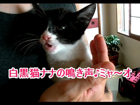 保護した 白黒猫 ハチワレ 子猫のかわいい鳴き声 Youtube