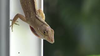 Brown Anole Lizard Dewlap