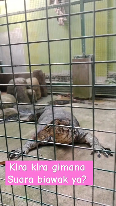 Coba Biawak gimana suaranya? #shorts #biawak #hewanlucu #animalshorts #animalvideosfunny