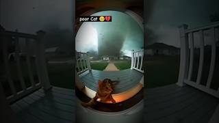 Sorry Luna Emotional Cat Sad Moments