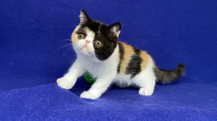 Video 3793171: exotic shorthair calico female, exotic shorthair cattery