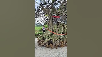 Mấy chục tỉ cũng mua | Gã Đầu Bạc - Vua Tùng