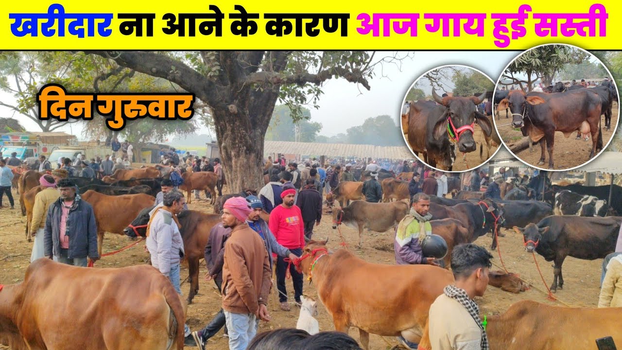 आज खरीदार ना आने के कारण गाय हुई सस्ती || cow sale in prayagraj || #cow
