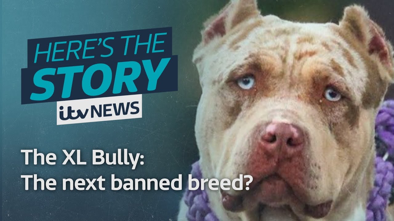 XL Bully: Why is the controversial breed being banned?