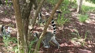 Lemurs Park. Antananarivo.