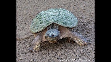 Snapping Turtle Nesting