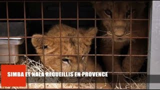 Le 18:18 -  Simba et Nala, ces deux lionceaux abandonnés et recueillis à Trets