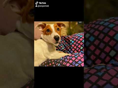 Локи бобо гренни 3. Локи бобо играет в хаги ваги. Рисунок локи бобо. Локи буба. Локи бобо гренни 1.