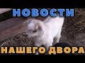 Новости с хозяйства