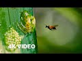 Frog Defends Eggs From Wasps | 4K UHD | Planet Earth II | BBC Earth