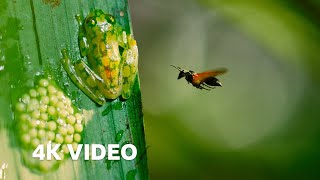 Frog Defends Eggs From Wasps | 4K UHD | Planet Earth II | BBC Earth