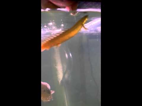 Polypterus Senegalus for sale UK Doovi