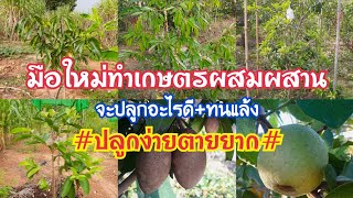มือใหม่ทำเกษตรผสมผสานจะเริ่มต้นอย่างไร|เลือกพืชแบบใหนดี|#ผลไม้ทนแล้ง5ชนิดปลูกง่ายตายยาก
