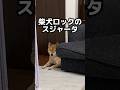 柴犬ロック のスジャータ #柴犬ボブ