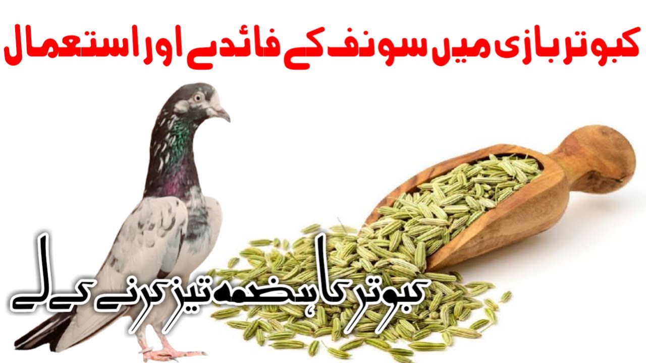 Benefits Of Fennel Pigeon Digestive System kabootar Bazi Main Saunf ka