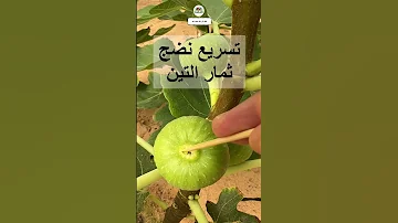 تسريع نضج ثمار التين بطريقة طبيعية تين Figjam Figtree Fig 